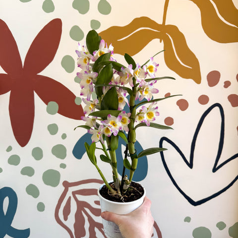 Dendrobium nobile 'Bright Eyes' - Noble Orchid - Sprouts of Bristol