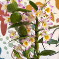 Dendrobium nobile 'Bright Eyes' - Noble Orchid - Sprouts of Bristol