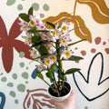 Dendrobium nobile 'Bright Eyes' - Noble Orchid - Sprouts of Bristol