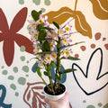 Dendrobium nobile 'Bright Eyes' - Noble Orchid - Sprouts of Bristol