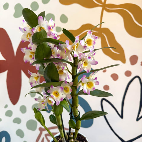 Dendrobium nobile 'Bright Eyes' - Noble Orchid - Sprouts of Bristol