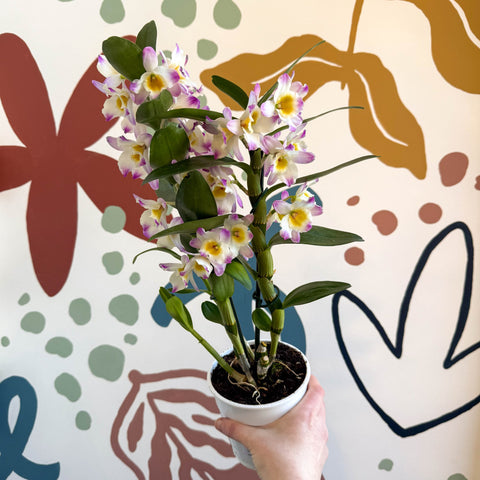 Dendrobium nobile 'Bright Eyes' - Noble Orchid - Sprouts of Bristol