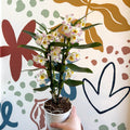 Dendrobium nobile 'Kumiko' - Noble Orchid - Sprouts of Bristol