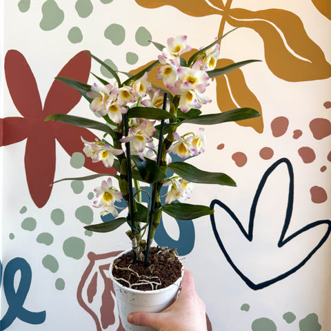 Dendrobium nobile 'Kumiko' - Noble Orchid - Sprouts of Bristol