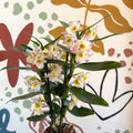 Dendrobium nobile 'Kumiko' - Noble Orchid - Sprouts of Bristol