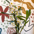 Dendrobium nobile 'Kumiko' - Noble Orchid - Sprouts of Bristol