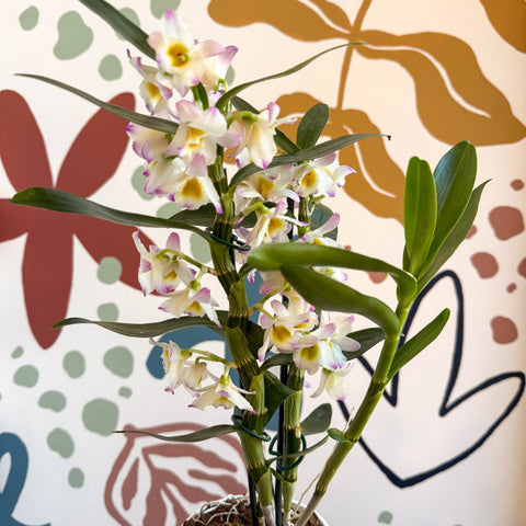 Dendrobium nobile 'Kumiko' - Noble Orchid - Sprouts of Bristol