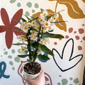 Dendrobium nobile 'Kumiko' - Noble Orchid - Sprouts of Bristol