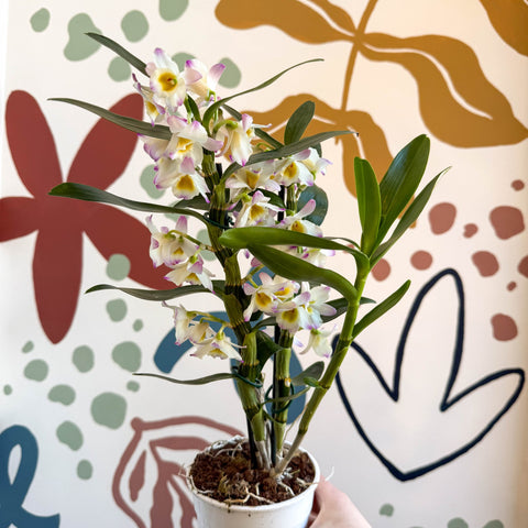 Dendrobium nobile 'Kumiko' - Noble Orchid - Sprouts of Bristol