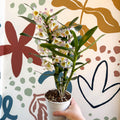 Dendrobium nobile 'Kumiko' - Noble Orchid - Sprouts of Bristol