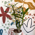 Dendrobium nobile 'Kumiko' - Noble Orchid - Sprouts of Bristol