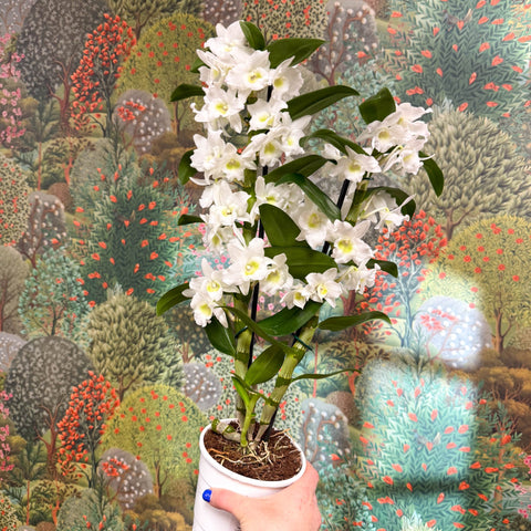 Dendrobium nobile - Noble Orchid - Sprouts of Bristol