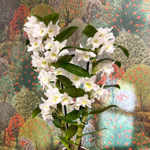 Dendrobium nobile - Noble Orchid - Sprouts of Bristol
