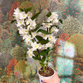 Dendrobium nobile - Noble Orchid - Sprouts of Bristol