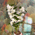 Dendrobium nobile - Noble Orchid - Sprouts of Bristol