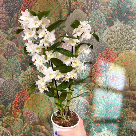 Dendrobium nobile - Noble Orchid - Sprouts of Bristol