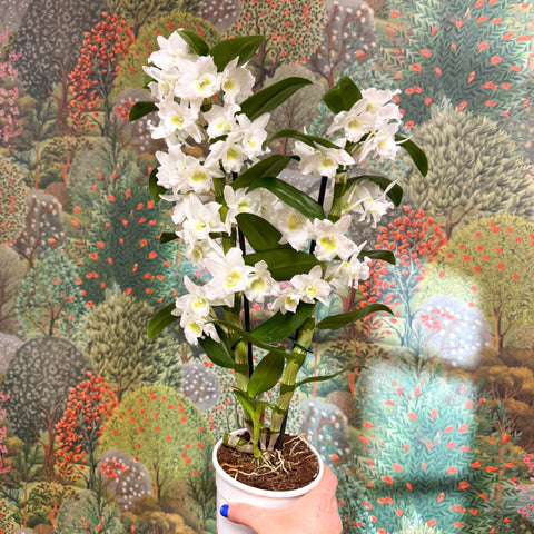 Dendrobium nobile - Noble Orchid - Sprouts of Bristol