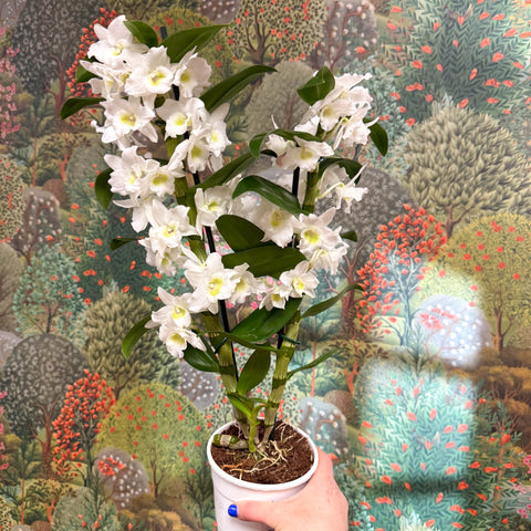 Dendrobium nobile - Noble Orchid - Sprouts of Bristol