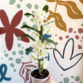 Dendrobium nobile 'Spring Dream Star Class Apollon' - White Noble Orchid - Sprouts of Bristol