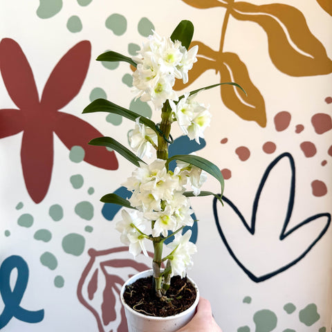 Dendrobium nobile 'Spring Dream Star Class Apollon' - White Noble Orchid - Sprouts of Bristol