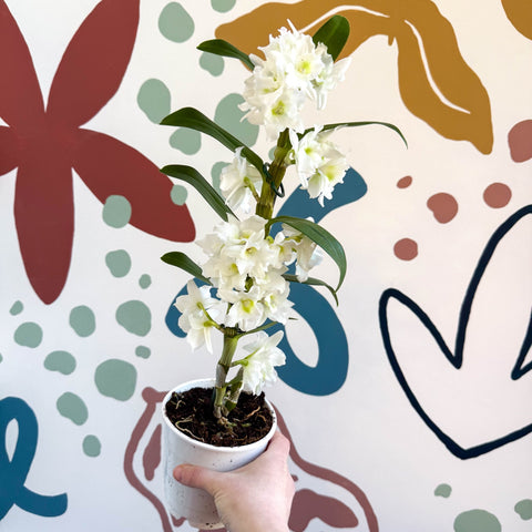 Dendrobium nobile 'Spring Dream Star Class Apollon' - White Noble Orchid - Sprouts of Bristol
