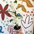 Dendrobium nobile 'Spring Dream Star Class Apollon' - White Noble Orchid - Sprouts of Bristol