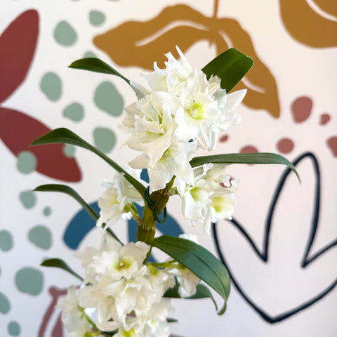 Dendrobium nobile 'Spring Dream Star Class Apollon' - White Noble Orchid - Sprouts of Bristol