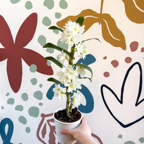 Dendrobium nobile 'Spring Dream Star Class Apollon' - White Noble Orchid - Sprouts of Bristol