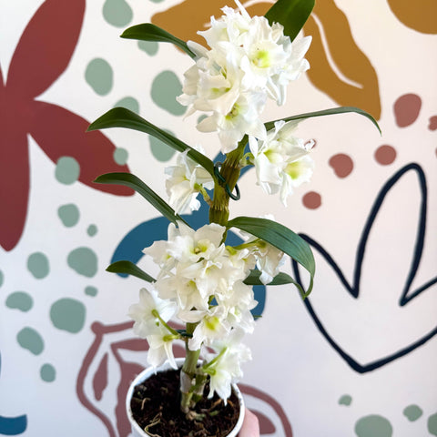 Dendrobium nobile 'Spring Dream Star Class Apollon' - White Noble Orchid - Sprouts of Bristol