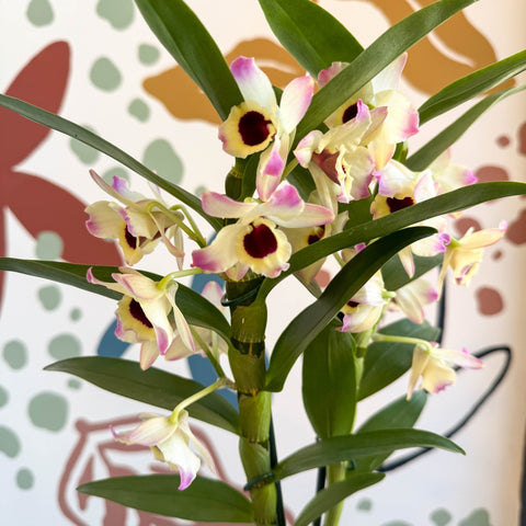 Dendrobium nobile 'Sunny Eyes' - Noble Orchid - Sprouts of Bristol