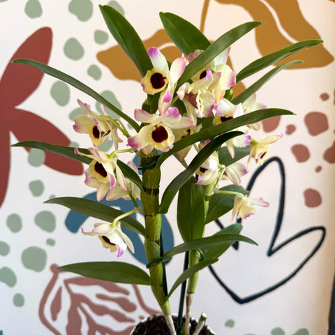 Dendrobium nobile 'Sunny Eyes' - Noble Orchid - Sprouts of Bristol