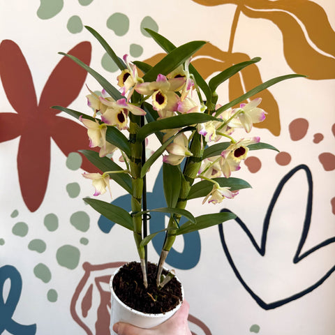 Dendrobium nobile 'Sunny Eyes' - Noble Orchid - Sprouts of Bristol