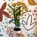 Dendrobium nobile 'Sunny Eyes' - Noble Orchid - Sprouts of Bristol