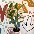 Dendrobium nobile 'Sunny Eyes' - Noble Orchid - Sprouts of Bristol