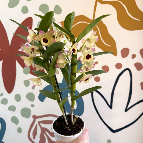 Dendrobium nobile 'Sunny Eyes' - Noble Orchid - Sprouts of Bristol