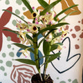 Dendrobium nobile 'Sunny Eyes' - Noble Orchid - Sprouts of Bristol