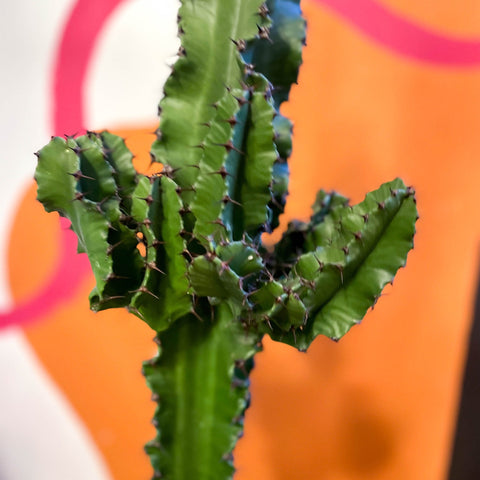 Desert Candle Cactus - Euphorbia acrurensis - Sprouts of Bristol