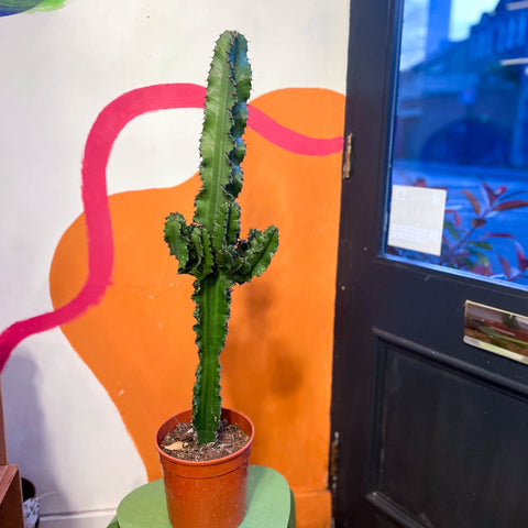 Desert Candle Cactus - Euphorbia acrurensis - Sprouts of Bristol