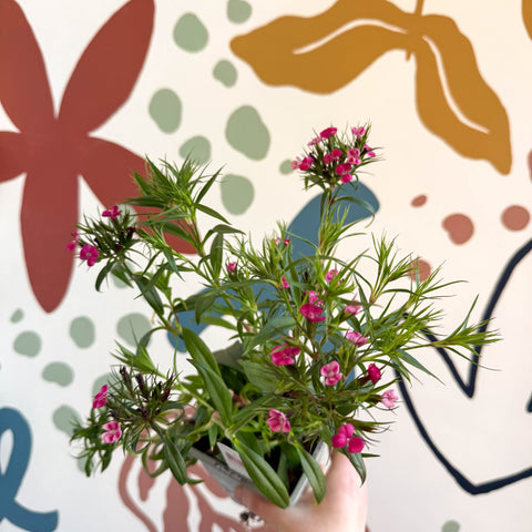 Dianthus barbatus - Sweet William - British Grown Herbaceous Perennial - Sprouts of Bristol