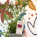 Dianthus barbatus - Sweet William - British Grown Herbaceous Perennial - Sprouts of Bristol