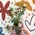 Dianthus barbatus - Sweet William - British Grown Herbaceous Perennial - Sprouts of Bristol