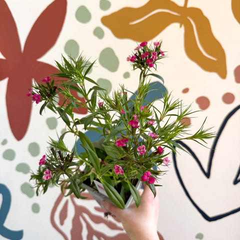Dianthus barbatus - Sweet William - British Grown Herbaceous Perennial - Sprouts of Bristol