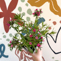 Dianthus barbatus - Sweet William - British Grown Herbaceous Perennial - Sprouts of Bristol