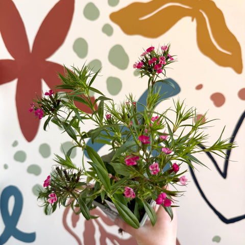 Dianthus barbatus - Sweet William - British Grown Herbaceous Perennial - Sprouts of Bristol