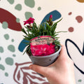 Dianthus 'Oscar Neon Pink' - Pot Carnations [British Grown] - Sprouts of Bristol