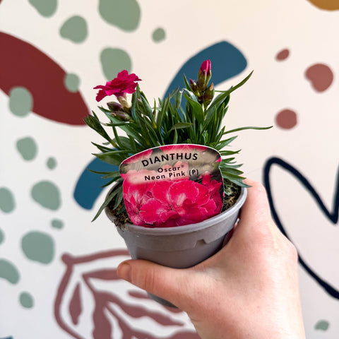 Dianthus 'Oscar Neon Pink' - Pot Carnations [British Grown] - Sprouts of Bristol