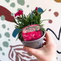 Dianthus 'Oscar Neon Pink' - Pot Carnations [British Grown] - Sprouts of Bristol