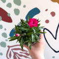 Dianthus 'Oscar Neon Pink' - Pot Carnations [British Grown] - Sprouts of Bristol