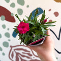 Dianthus 'Oscar Neon Pink' - Pot Carnations [British Grown] - Sprouts of Bristol