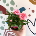 Dianthus 'Oscar Pink' - Pot Carnations [British Grown] - Sprouts of Bristol